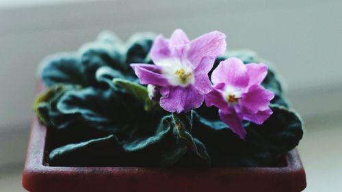 Close-up of flowers