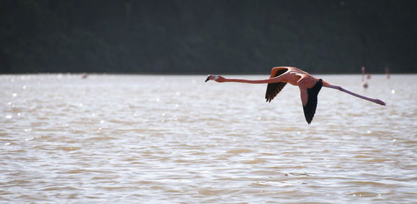 Bird flying over the sea