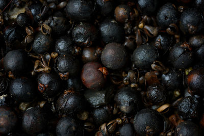 Caryota urens seed background low key photography style.