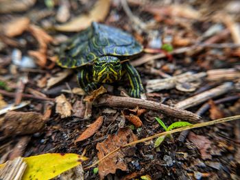Close-up of insect on land
