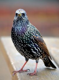 Close-up of bird perching outdoors