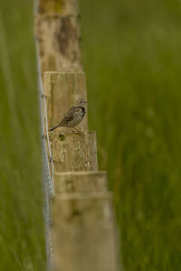 Bird perching on wooden post