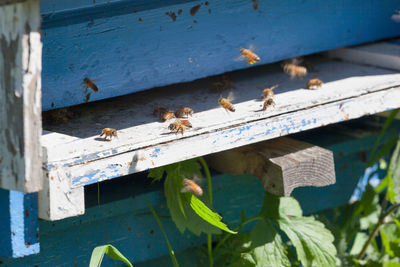 View of bee on the wall