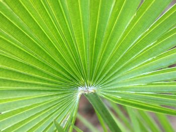 Full frame shot of palm leaves