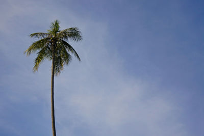 Low angle view of palm tree against sky