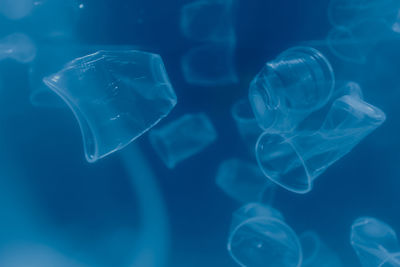 Close-up of jellyfish swimming in sea