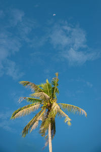 Low angle view of coconut palm tree against blue sky