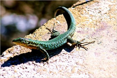 Close-up of lizard on rock