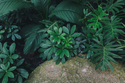 High angle view of plants growing on field