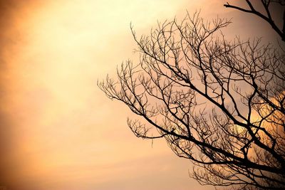 Low angle view of silhouette bare tree against cloudy sky