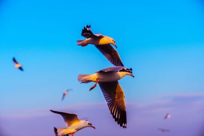 Low angle view of a bird flying