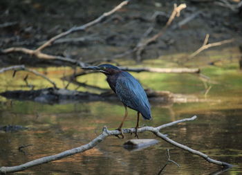 High angle view of gray heron perching on lake