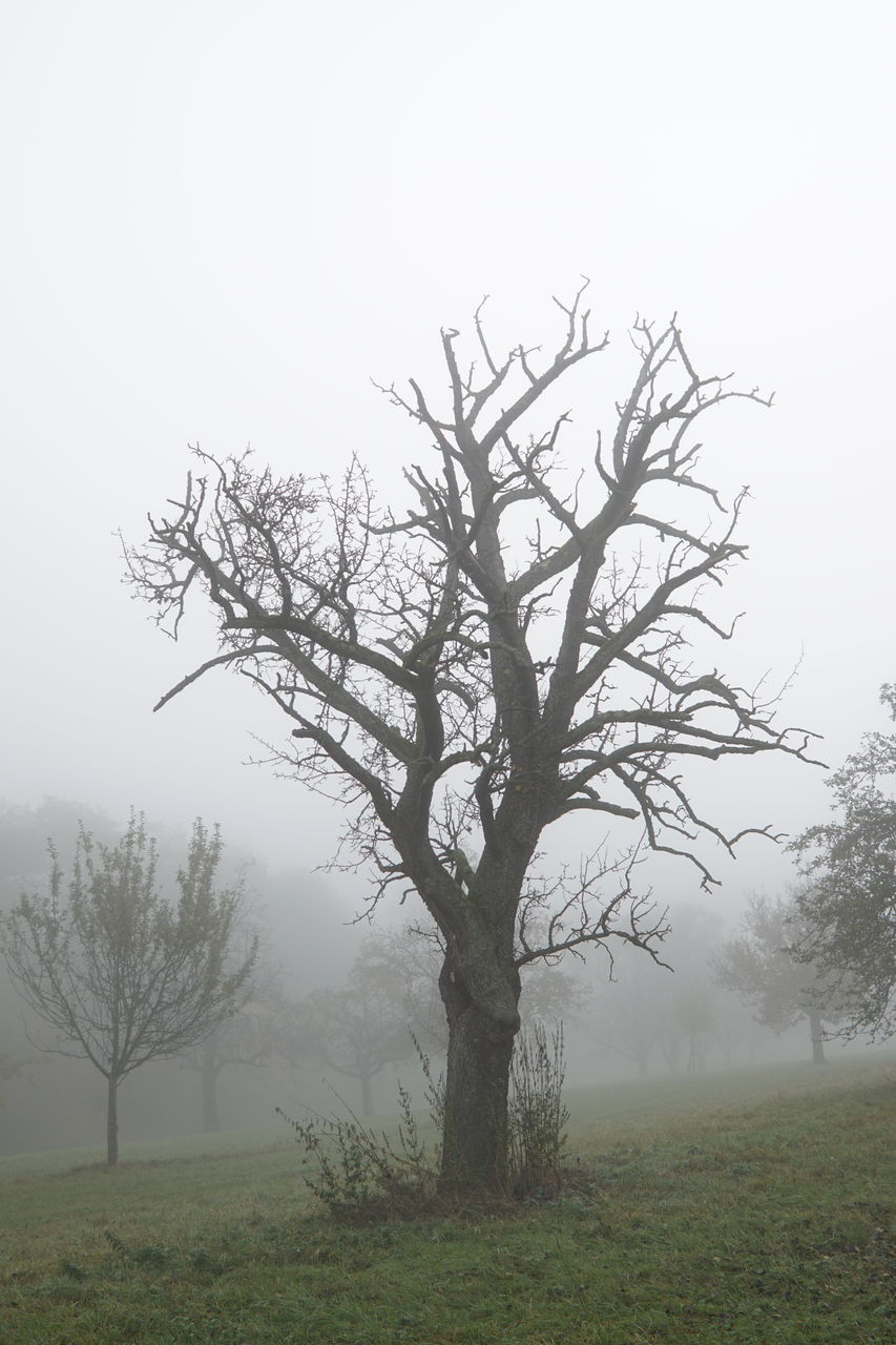 BARE TREE IN FIELD AGAINST SKY