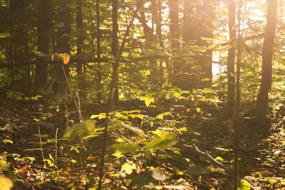 Plants and trees in forest on sunny day