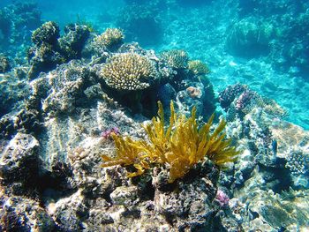 Close-up of coral undersea