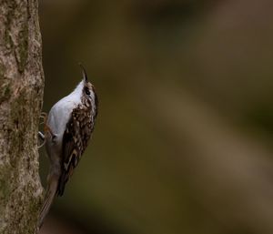 Close-up of bird perching on a branch