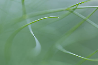 Close up of green plant