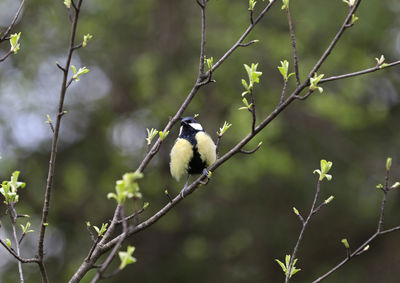 Low angle view of bird perching on branch