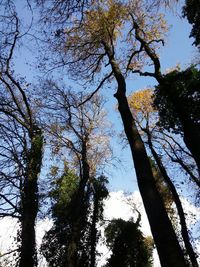 Low angle view of tree