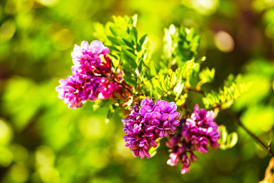 Close-up of purple flowering plant in park