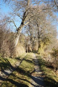 Dirt road passing through trees