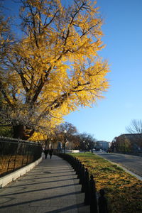 View of trees in autumn