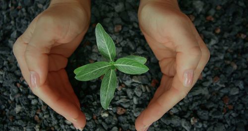 Cropped image of man holding plant