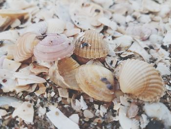 Close-up of shells on ground