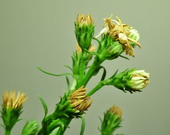 Close-up of flowers