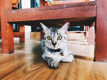 Portrait of cat on wooden table