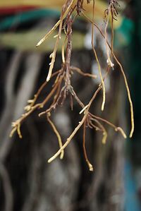 Close-up of snow on twig