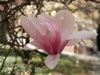 Close-up of pink flower blooming outdoors