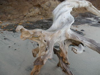 High angle view of animal skull on field