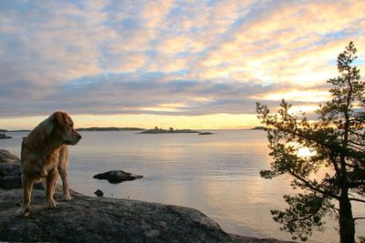Dog on beach against sky during sunset