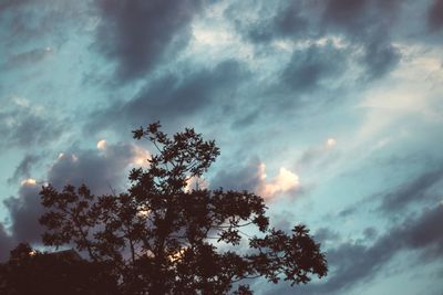 Low angle view of silhouette tree against sky