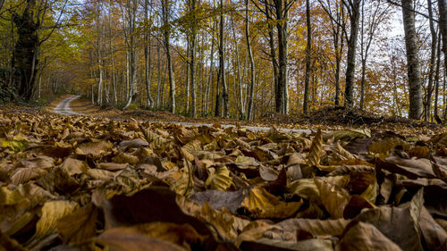 Surface level of autumn leaves in forest