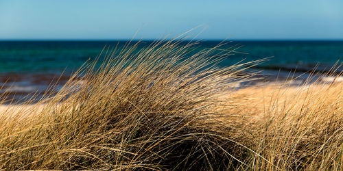 Grass growing at beach