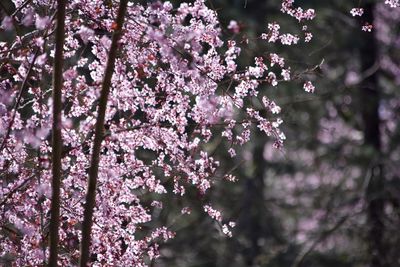 Low angle view of pink flowers blooming on tree