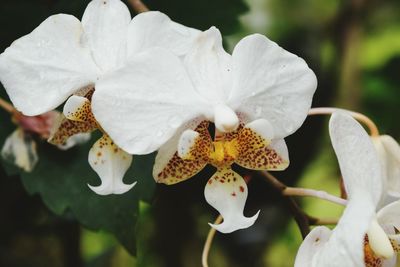 Close-up of white flowers
