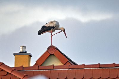 Low angle view of seagull perching on roof against sky