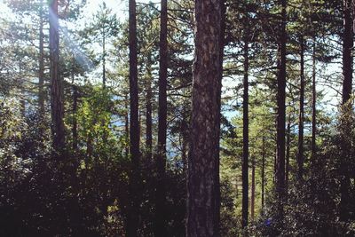 Trees in forest against sky