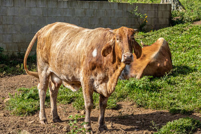 Cows standing in a field