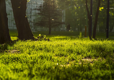 Trees in golden sunset, green grass with copy space