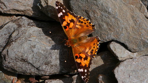 Close-up of butterfly on rock