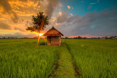 Scenic view of agricultural field against sky during sunset