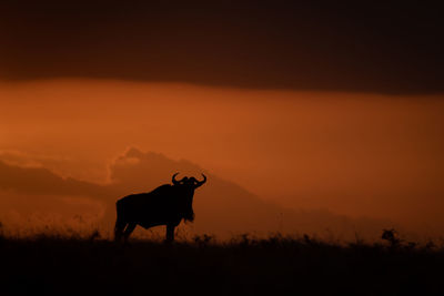 Silhouette wildebeest standing on field against sky during sunset