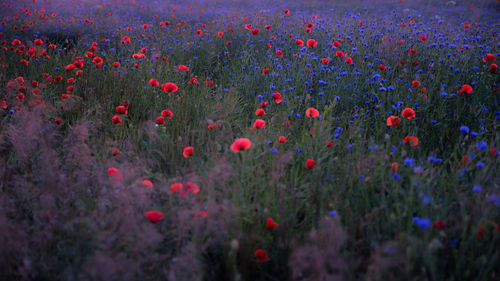 Red poppy flowers in field