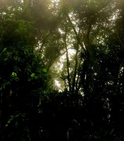 Low angle view of trees in forest