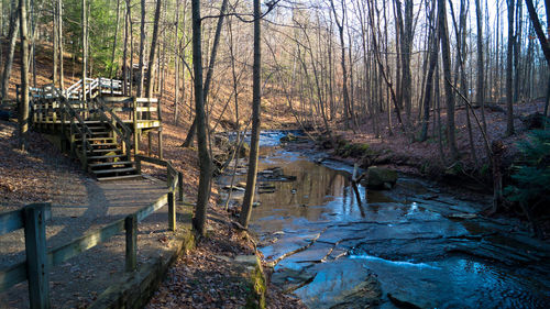 Scenic view of forest