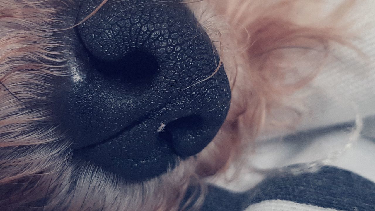 CLOSE-UP OF WOMAN WITH DOG ON FINGER